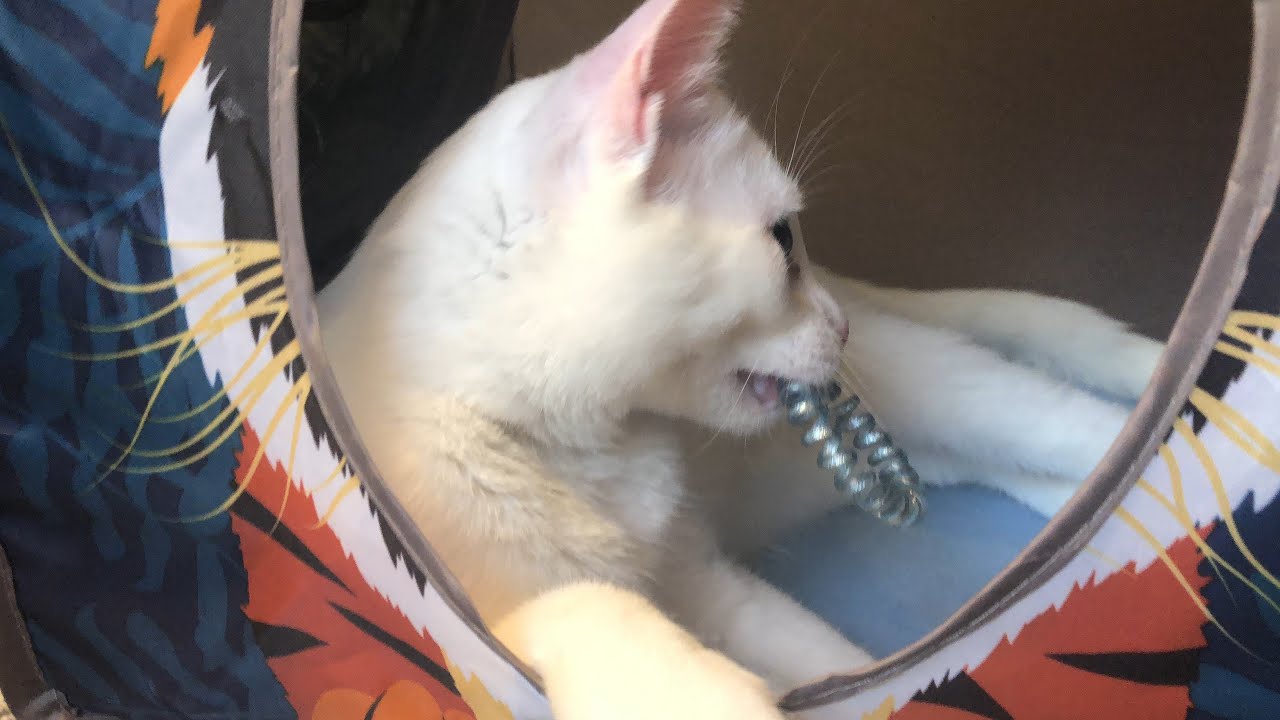 Cat Steals and Plays with Hair Tie! YouTube