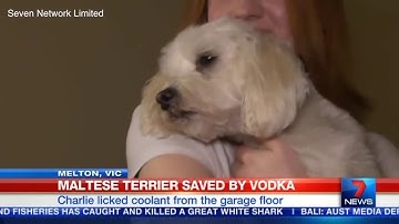 Dog Treated With Vodka for Poisoning