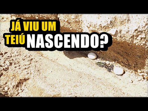 Vídeo: Como e onde um lagarto põe seus ovos? Criação de lagartos