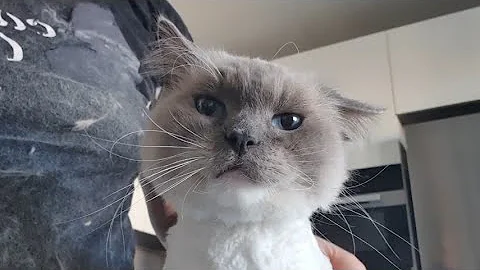 Video 7620231: catlover catlife cutecat, cats catlover catlife, catlover grooming