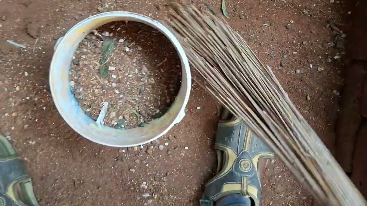 Hi friends 🧡 Today’s update – Diamond Dove cage cleaning video. 🕊️🧹 #BNANIMALSSHOP