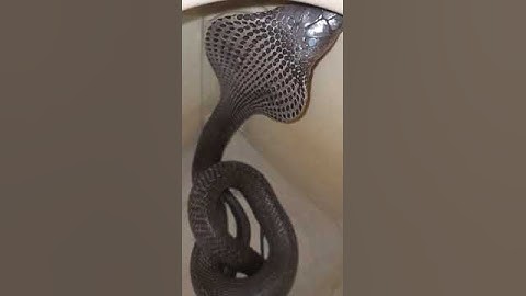 snake 🐍🐍 rescue 🙂 😍 dangerous like comment share and subscribe#likeforlikes #rpm #shortvideo#new