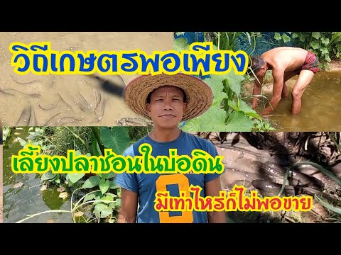 ตกปลาช่อนข้างทาง ตีปลาช่อน ตกปลากด ตกปลากดใหญ่ วิธีตกปลา ตกปลาหมายธรรมชาติ ตกปลาหน้าดิน ตกปลาค้าว ตก. 