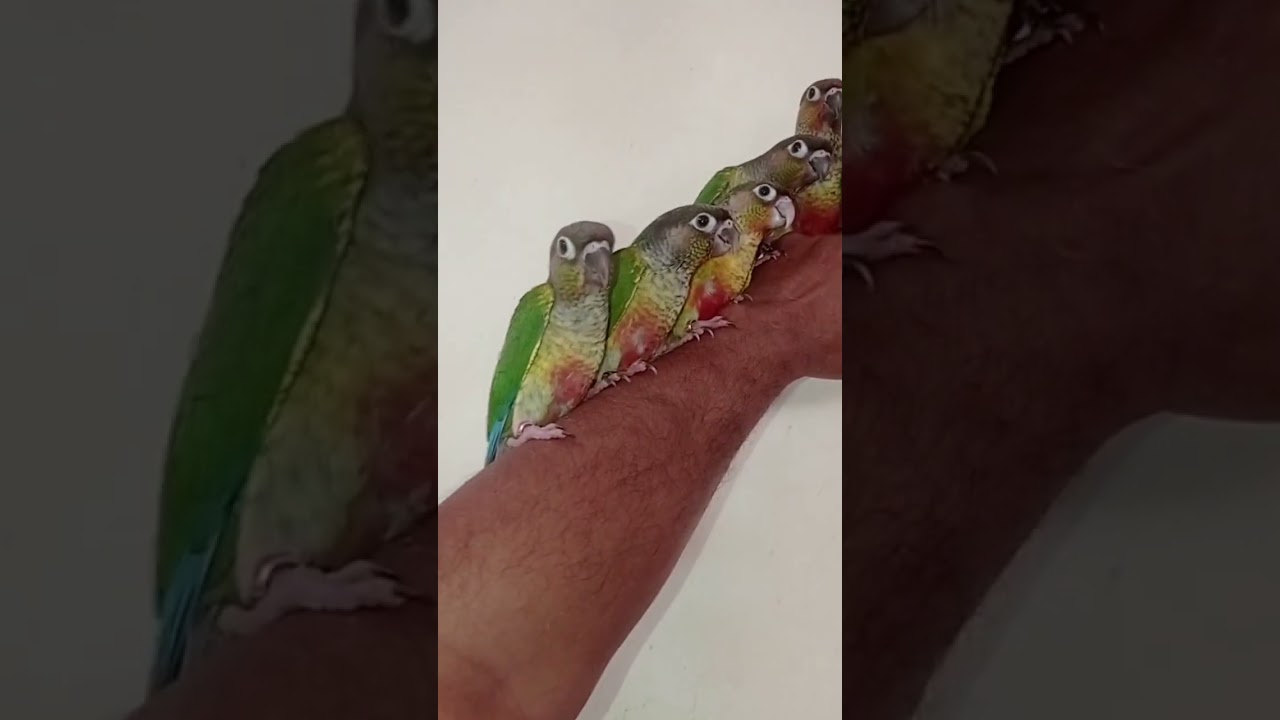small conure full hand tame birds 