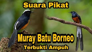 Suara Pikat Muray Batu #muraybatuborneo #pikatmuraibatu #muraybatujuara #pikatmurai
