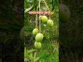 କେତେ ସାରା ଆମ୍ବ 🥭😱#likeandsubscribe #tranding #viralshort #foryou #mango
