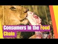 Understanding Consumers and Food Chains