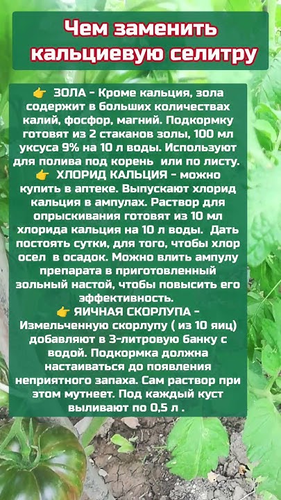 От болезней помидор помидор #помидоры #огород #shortvideo #реки #nature ...