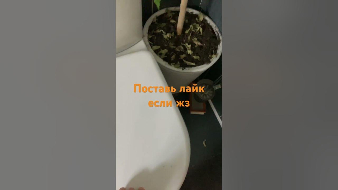 Скибиди туалет оригинал - YouTube