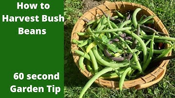 How to harvest Bush beans - 60 Second Garden Tip