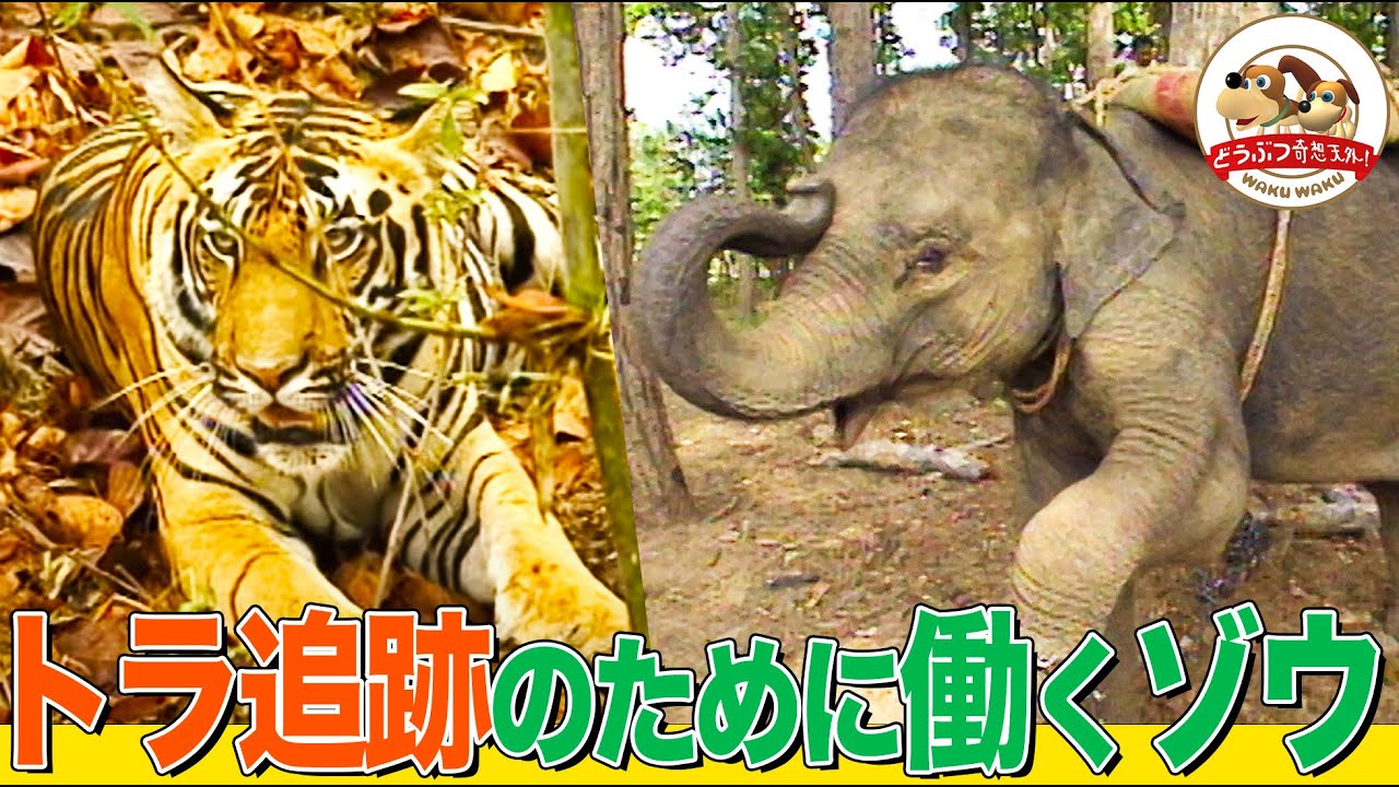 [Индийские джунгли] Близкое знакомство с тигром! Сафари-слоны работают на благо природы... Крепка...