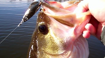 Bass Fishing with Flutter Spoons. 50 Pounds of Winter Bass.