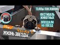 Звездный мопс / Толпы поклонниц / Опоздали на поезд / Chubaka Vlog!