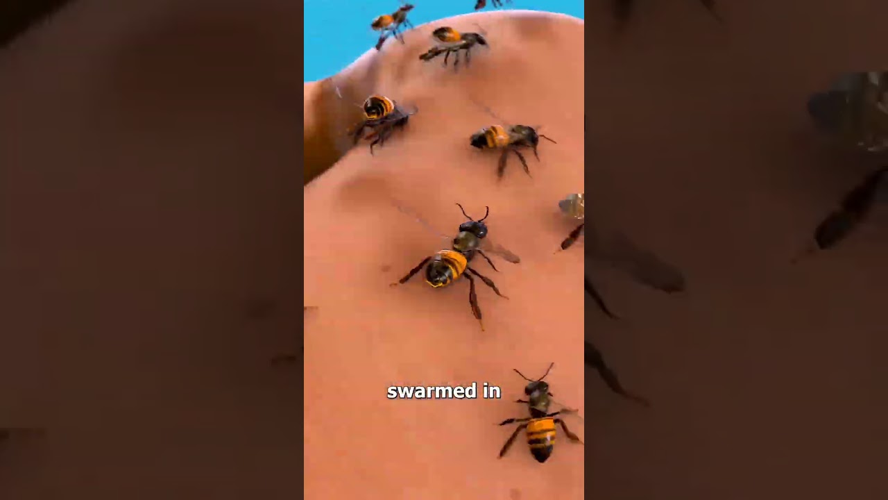 1500 bees Stings 