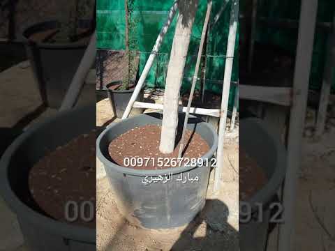 اغلى شجرة آراك