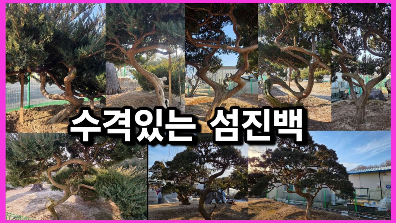 [광고] 1432번 #향나무 {{{판매중}}} 화려한 곡을 품은 섬진백 40주(20주 분할 가능) 일괄 분양 /판매가격은 더보기란에 #특수목 #정원수판매 #Chinese