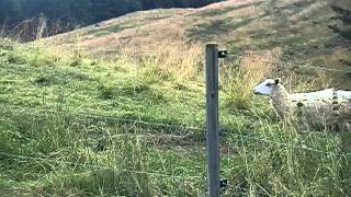 Sheep (running away from us)