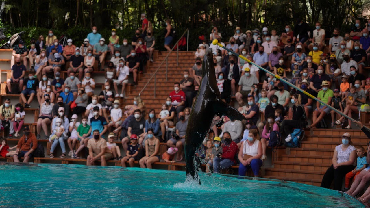 Loro Parque Sea Lion Complete Show (March 2022)