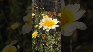 ​" Daisies🌼: Mere garden ki sabse  masoom muskurahat." #gardening #beautifulflowers #daisy