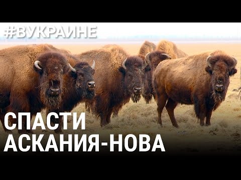 Бейне: Асканий Римді тапты ма?