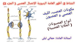 الإتصال العصبي 3: : الارتباط التشريحي للإتصال العصبي النشاط 2 ( تابع)