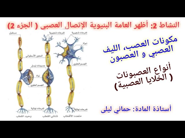 الإتصال العصبي 3: : الارتباط التشريحي للإتصال العصبي النشاط 2 ( تابع)