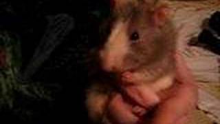 Fat Rat eats Spaghetti