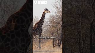 Giraffe in storm 🦒🌴🌲🐿️#facts #shortvideo  #shortsfeed  #animals #wildlife