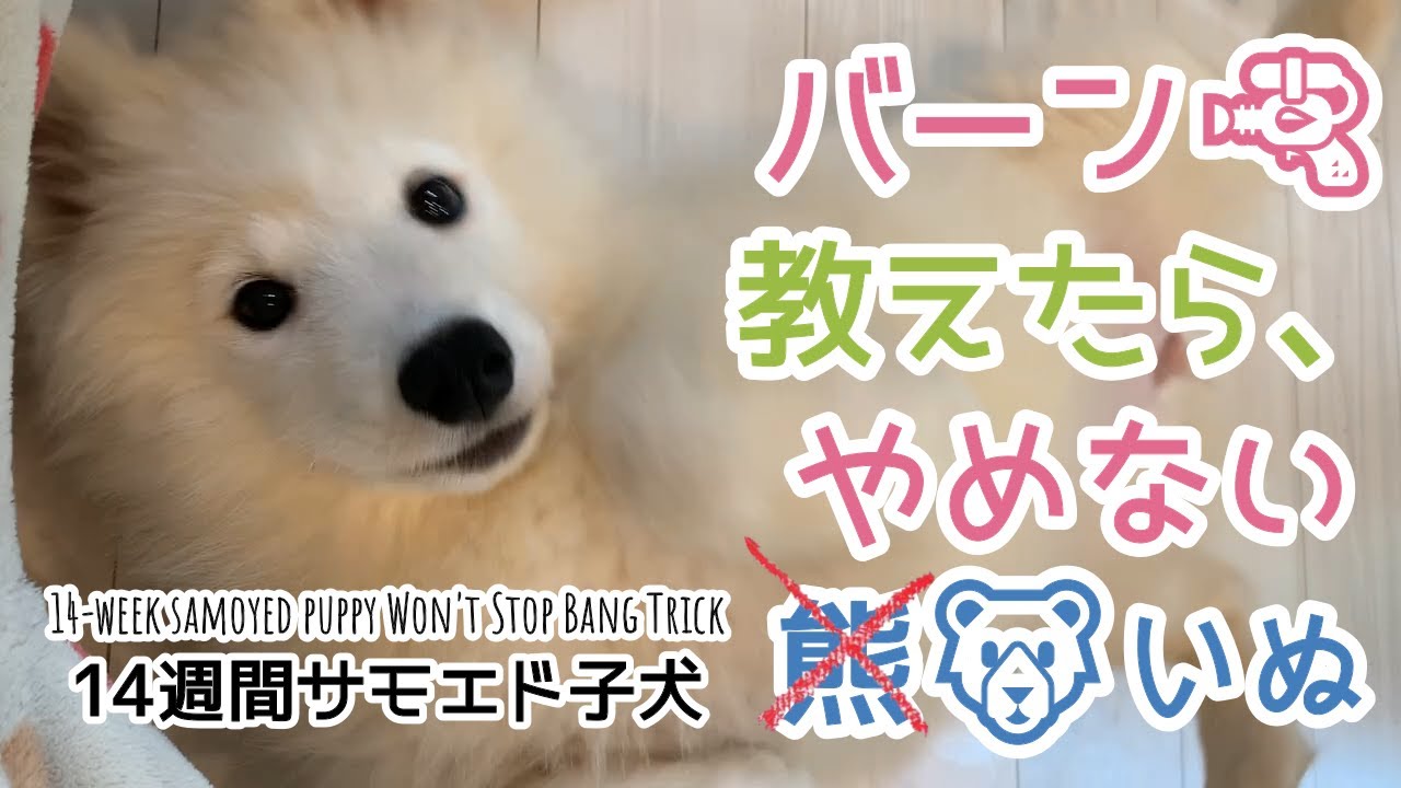 Cc 死んだふり教えたらこうなった 14週間サモエド子犬 14 Week Samoyed Puppy Won T Stop Bang Trick まったりらっきー 食いしん坊 Treat Pls Youtube