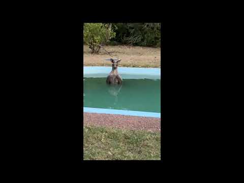 Kangaroo Sits Chest-Deep in Backyard Pool on Scorching Australia Day