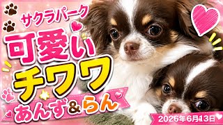 チワワ遊び あんず&らん サクラパーク - YouTube