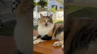 My Cat Gave Me an iPhone… But I Was NOT Ready for This 😂  #cat #cats