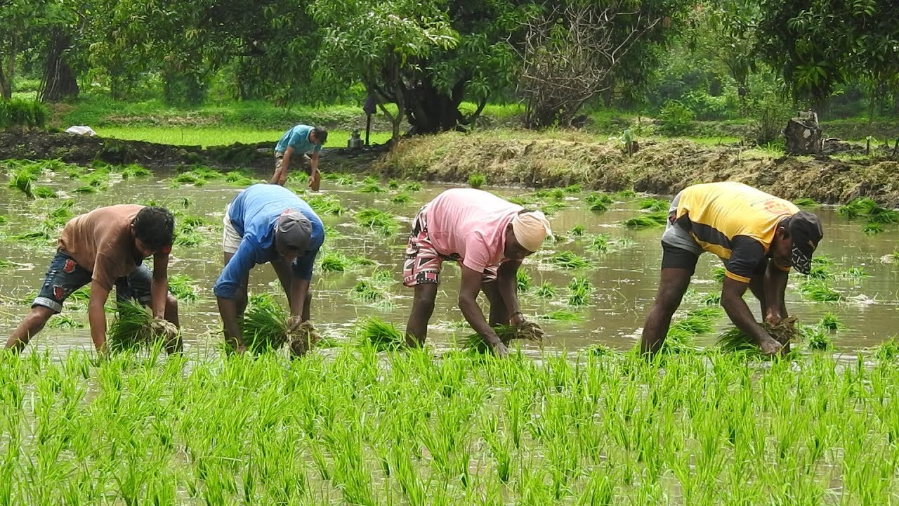 कोकणात केली जाणारी भात शेती