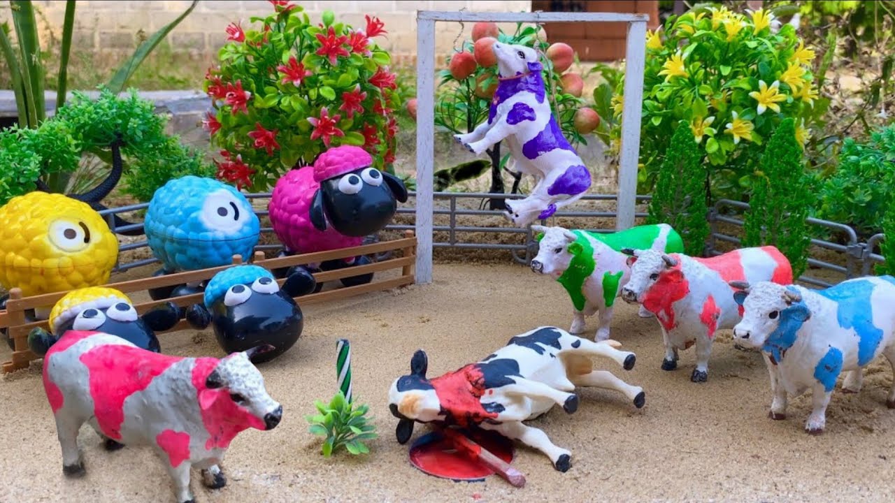 Wadidau‼️Proses Potong Sapi qurban & Kerbau Lucu - Truk Oleng Angkut Sapi Kotor