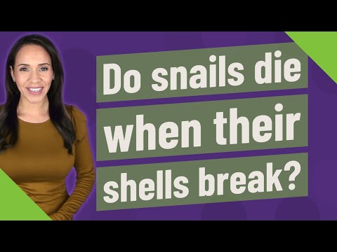 Do snails die when their shells break?