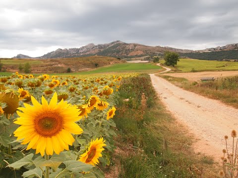 Chove en Santiago サンティアゴに雨が降る(Cover) / 高野陽子 Yoko