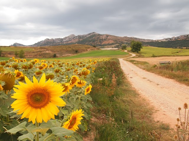 Chove en Santiago サンティアゴに雨が降る(Cover) / 高野陽子 Yoko