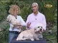 il pelo del Dandie Dinmont Terrier の動画、YouTube動画。