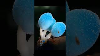 This fungus knows how to brighten up the forest floor!