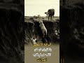 الرحمة لا ت قاس بالعقل بل بما يسكن القلب حتى في قلوب الحيوانات اكسبلور لايك ترند تحفيز