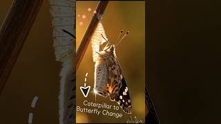 Unbelievable Caterpillar to Butterfly Change on Earth 😳#butterfly