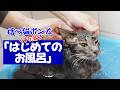 「捨て猫ポン太」保護してはじめてのお風呂 #保護猫 #ねこ #cat