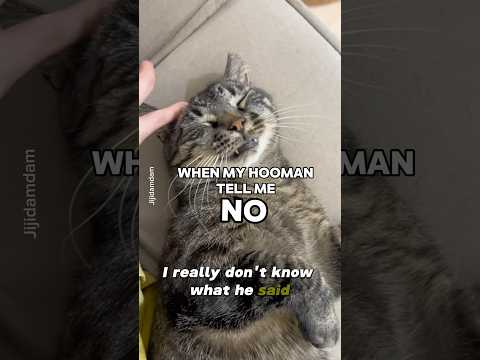 Whaaaat She Say Shortvideo Shorts Funny Cat