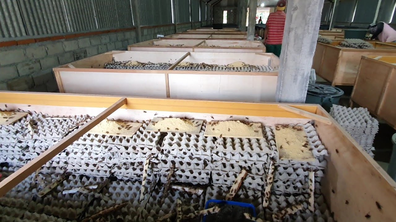 PROSES TERNAK JANGKRIK PEMULA MASUK SINI 