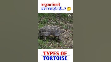 कछुआ कितने प्रकार के होते हैं | Types Of Tortoise #shorts