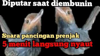 suara pancingan prenjak kepala merah cocok diputar saat diembunin/bikin semangat