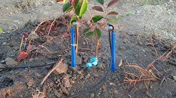 Béc tưới cho vú sữa