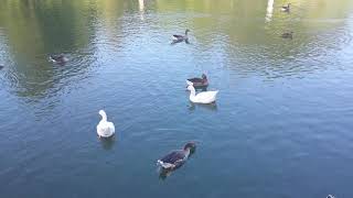 Ducks quacking in the river