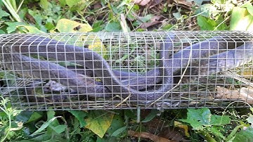 rắn hổ trâu dính bẫy liên tục bắt rắn đã tay .thăm bẫy rắn