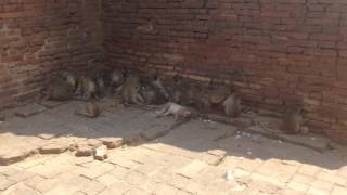 monkey temple 2 @igobyplane